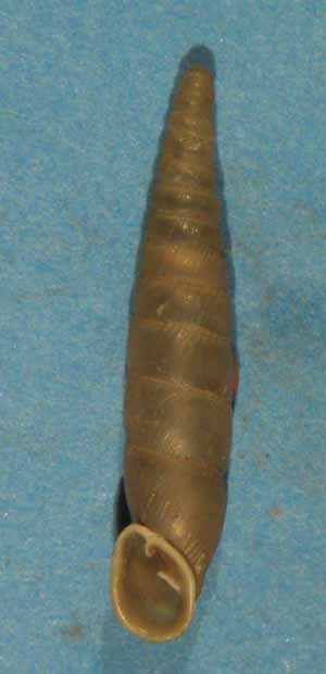 Choclodina kuesteri